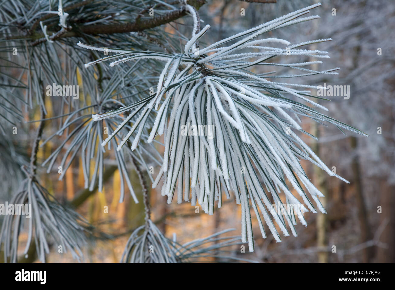 pine needles covered in snow and frost Stock Photo - Alamy
