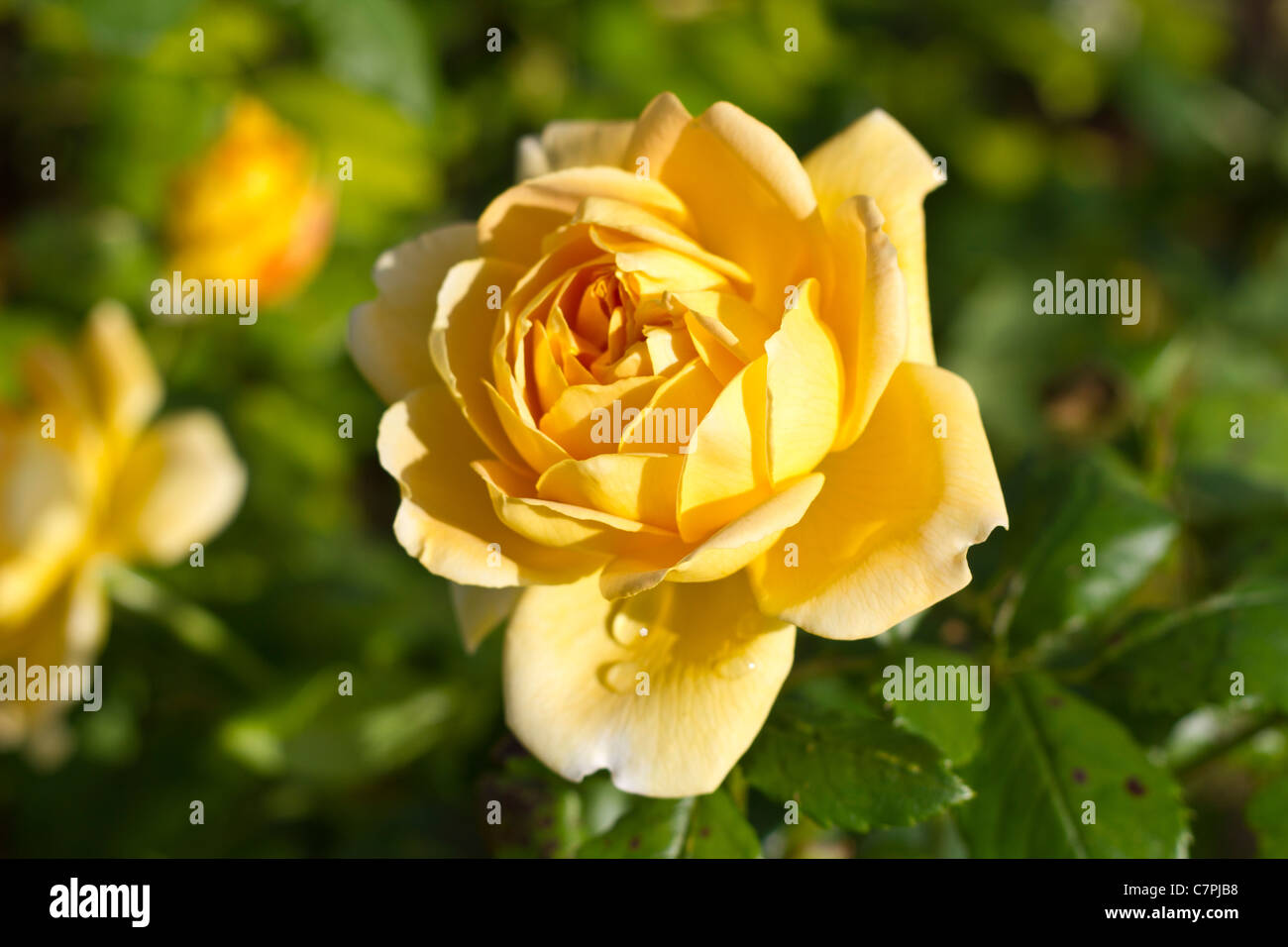 Golden Celebration Rose Ausgold On Display At Port Sunlight Stock Photo Alamy