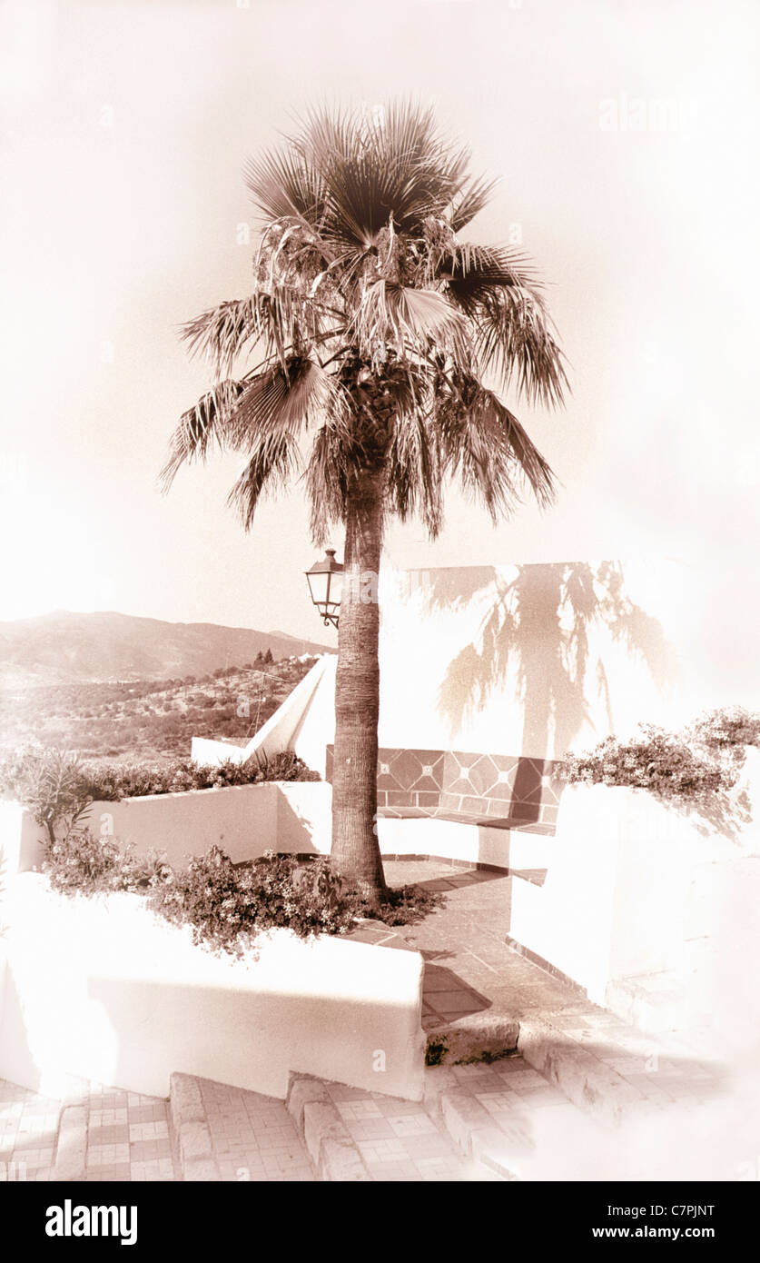 Palm tree in Andalusian village square in pueblo blanco of Alozaina Stock Photo