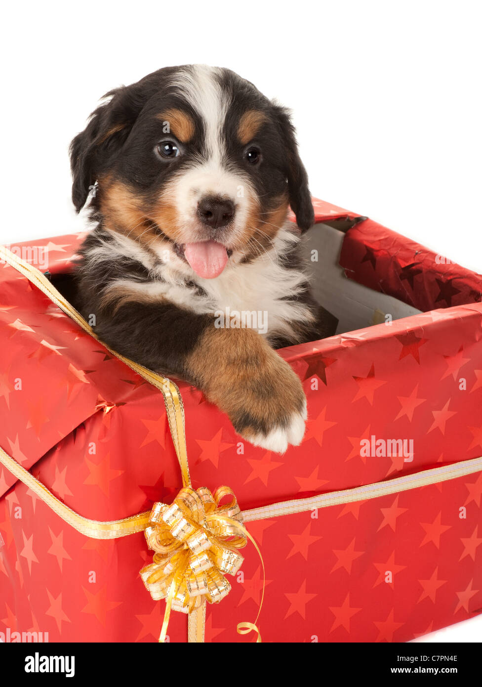 Best Bernese Mountain Dog Puppies for sale in Lexington