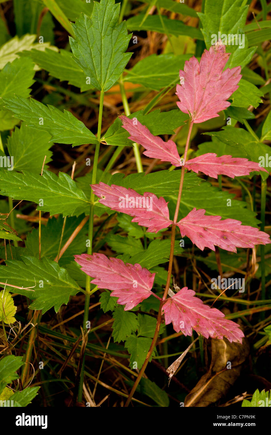 Greater Burnet-saxifrage, Pimpinella major leaves in autumn. Stock Photo