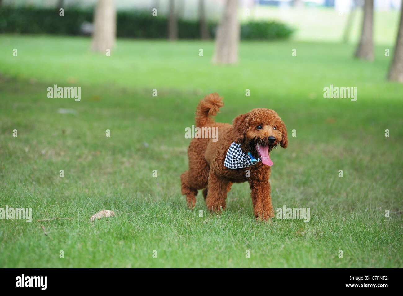 Brown poodle dog running on the lawn Stock Photo - Alamy