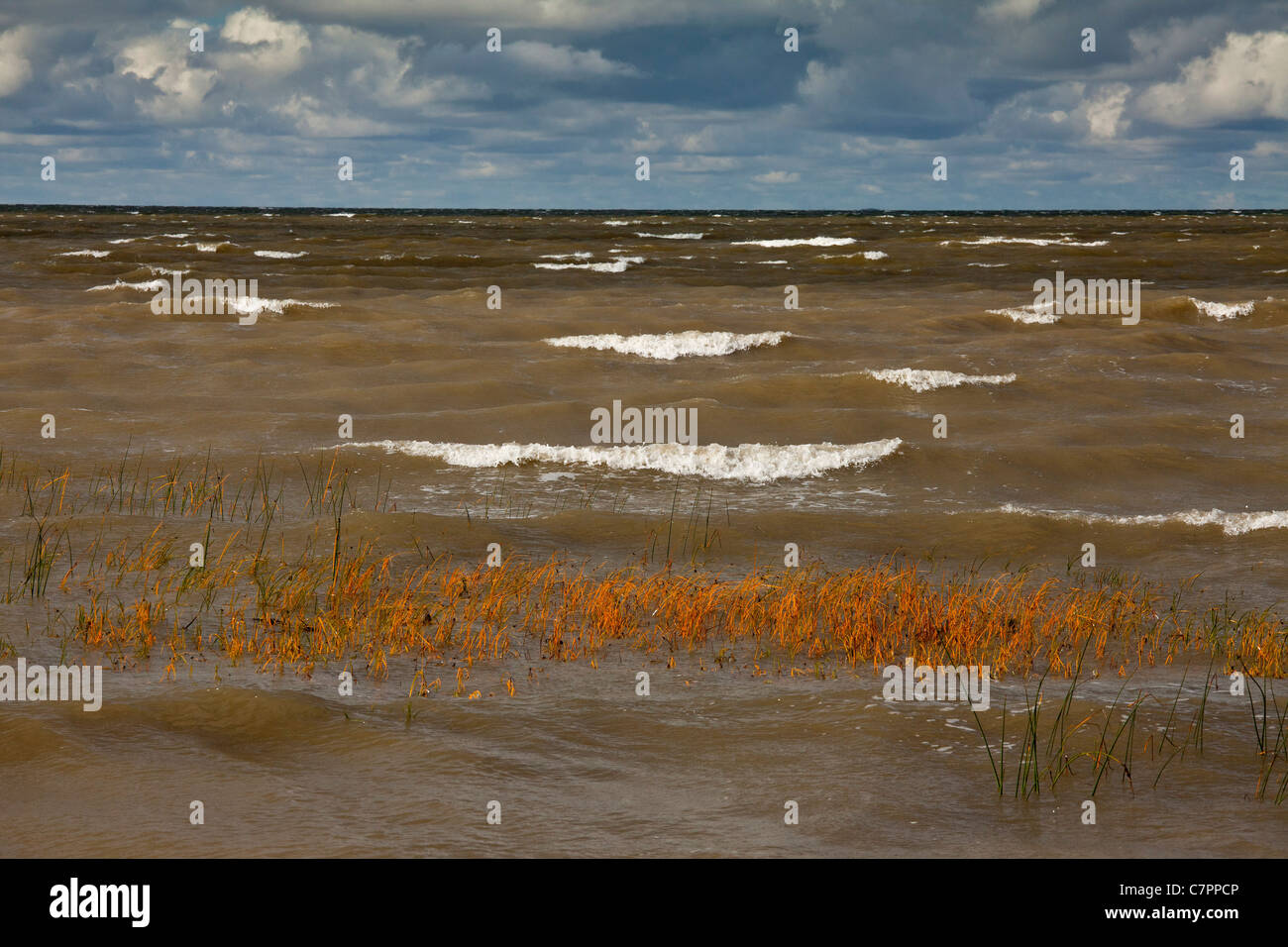 The Baltic Sea, Gulf of Finland, on a rough autumn day, with Sea Club-rush etc in the foreground. Kesse Island, Estonia. Stock Photo