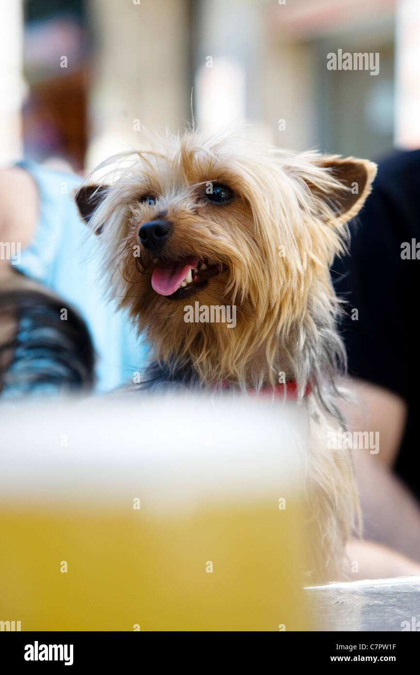 Thirsty dog Stock Photo