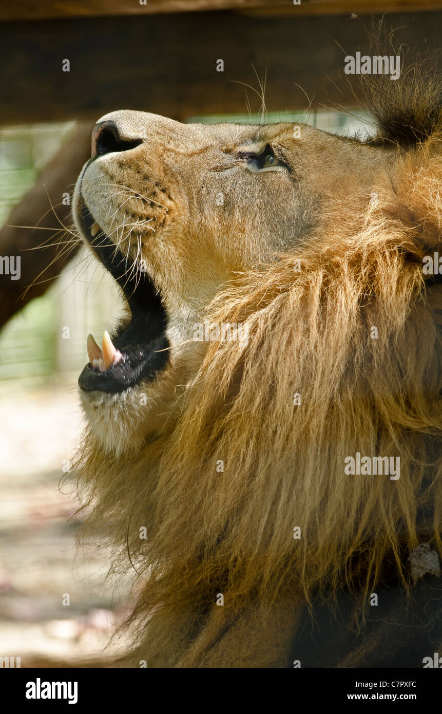 Roaring male african lion hi-res stock photography and images - Alamy