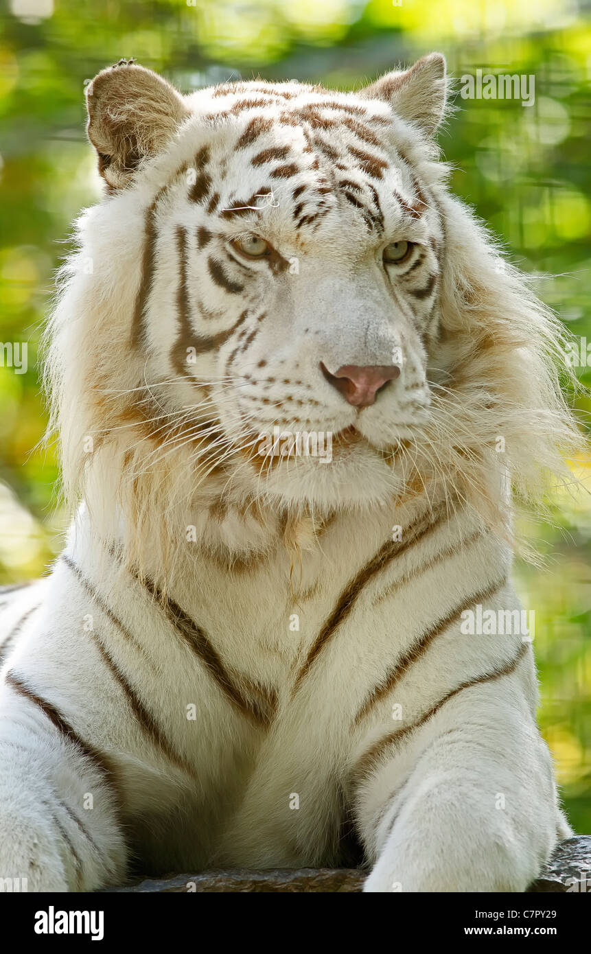 The Royal Bengal Tiger