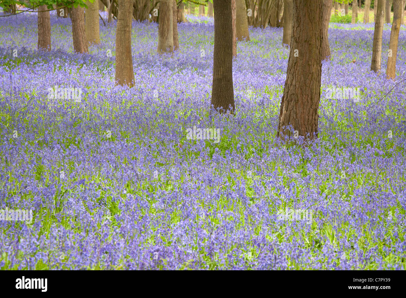 BLUEBELL FIELDS IN HAUGHLEY PARK Stock Photo