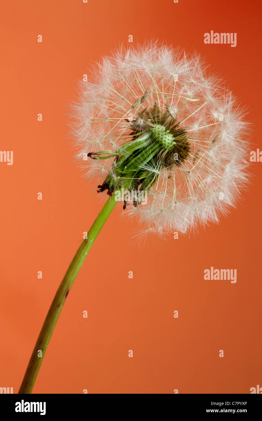 Dandelion seed head Stock Photo