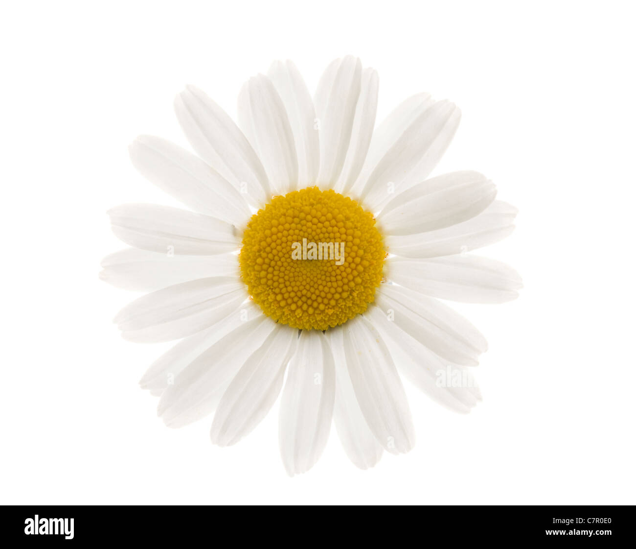 Oxeye Daisy, Leucanthemum vulgare. UK. Stock Photo