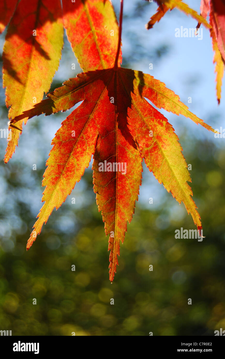 Acer Leaf in autumn Stock Photo