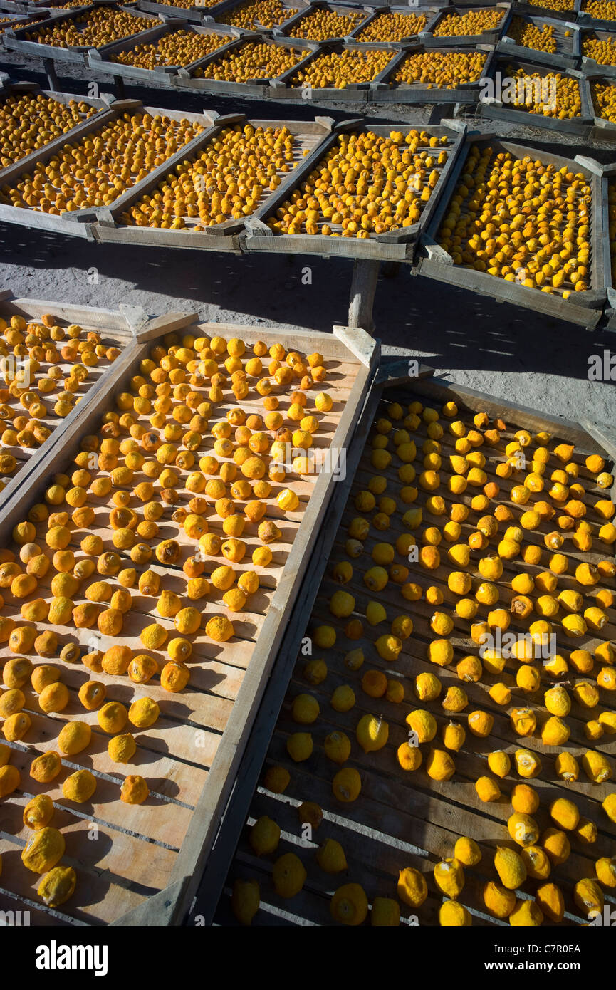 Peaches spread put on rack drying, San Rafael, Argentina Stock Photo