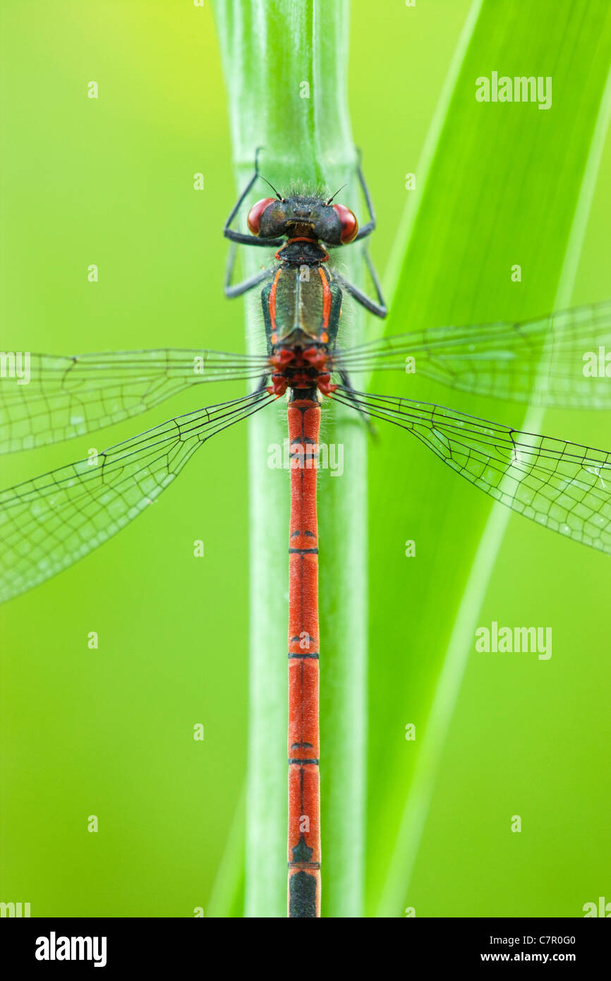 Odonata dragonflies damselflies hi-res stock photography and images - Alamy