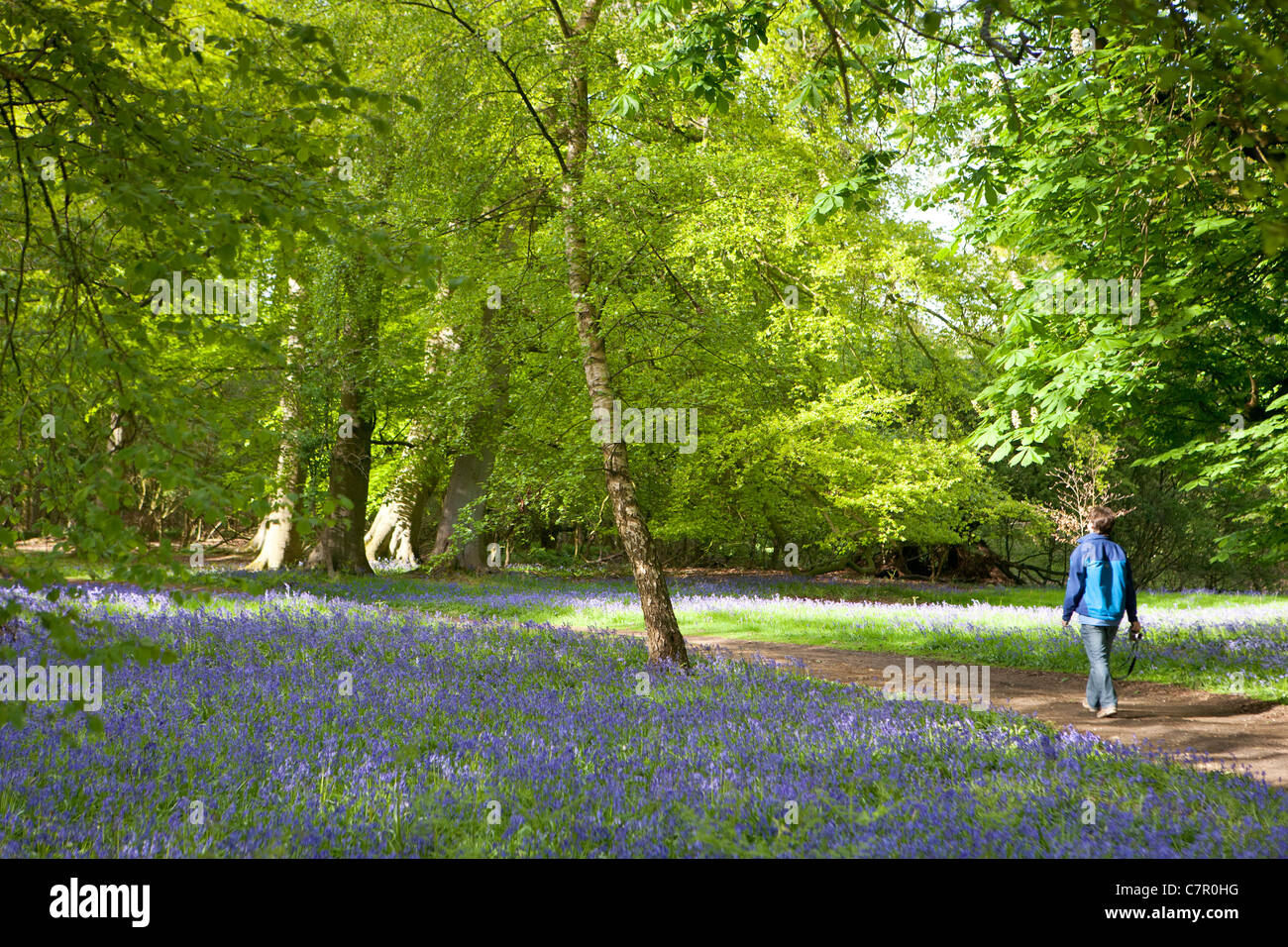 PERSON WALKING IN BLUEBELL FIELDS IN HAUGHLEY PARK Stock Photo
