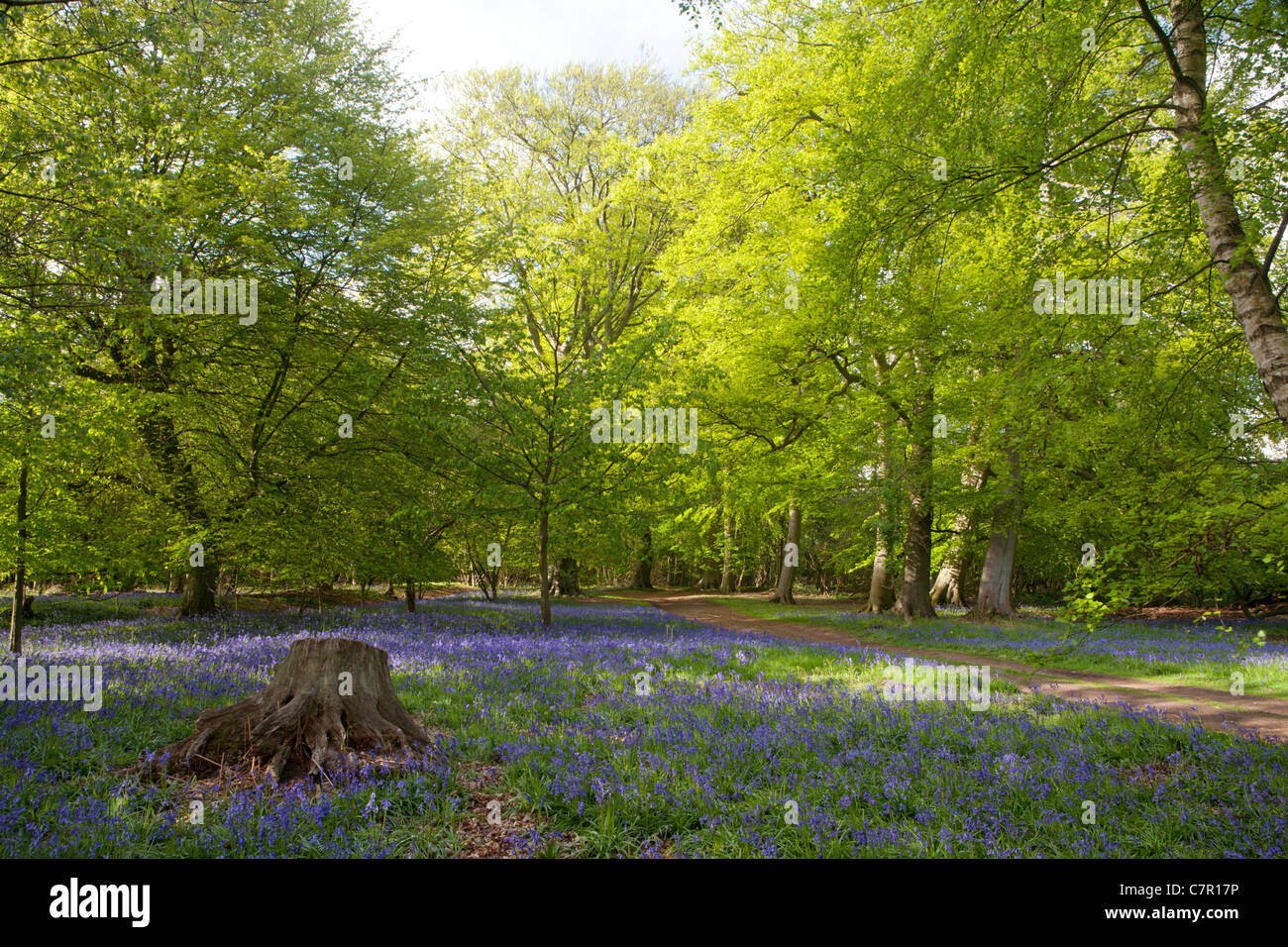 BLUEBELL FIELDS IN HAUGHLEY PARK Stock Photo