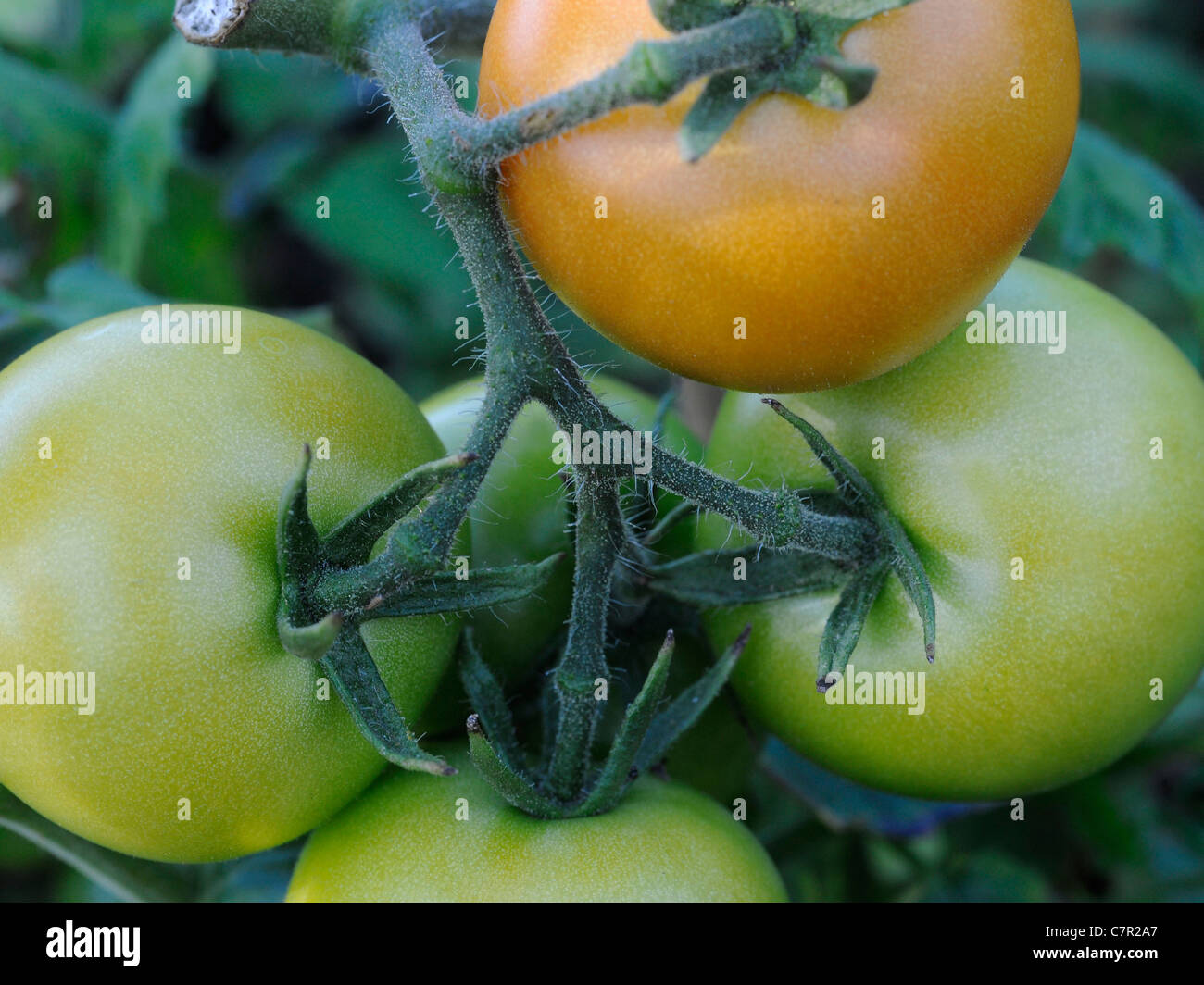 Ripening tomatoes growing on the vine Stock Photo Alamy