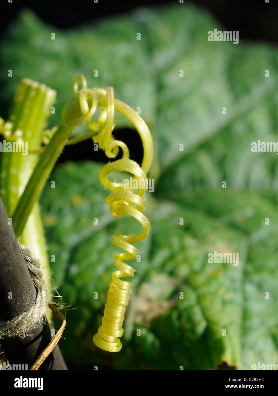 A curled tendril from a yellow squash plant Stock Photo