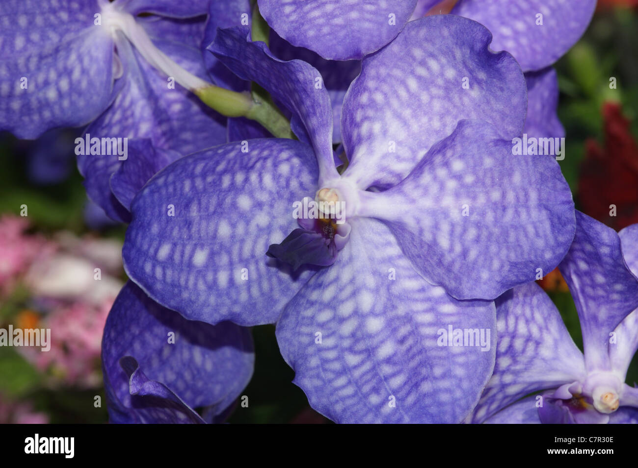 Blue Orchid  vanda caerulea Stock Photo