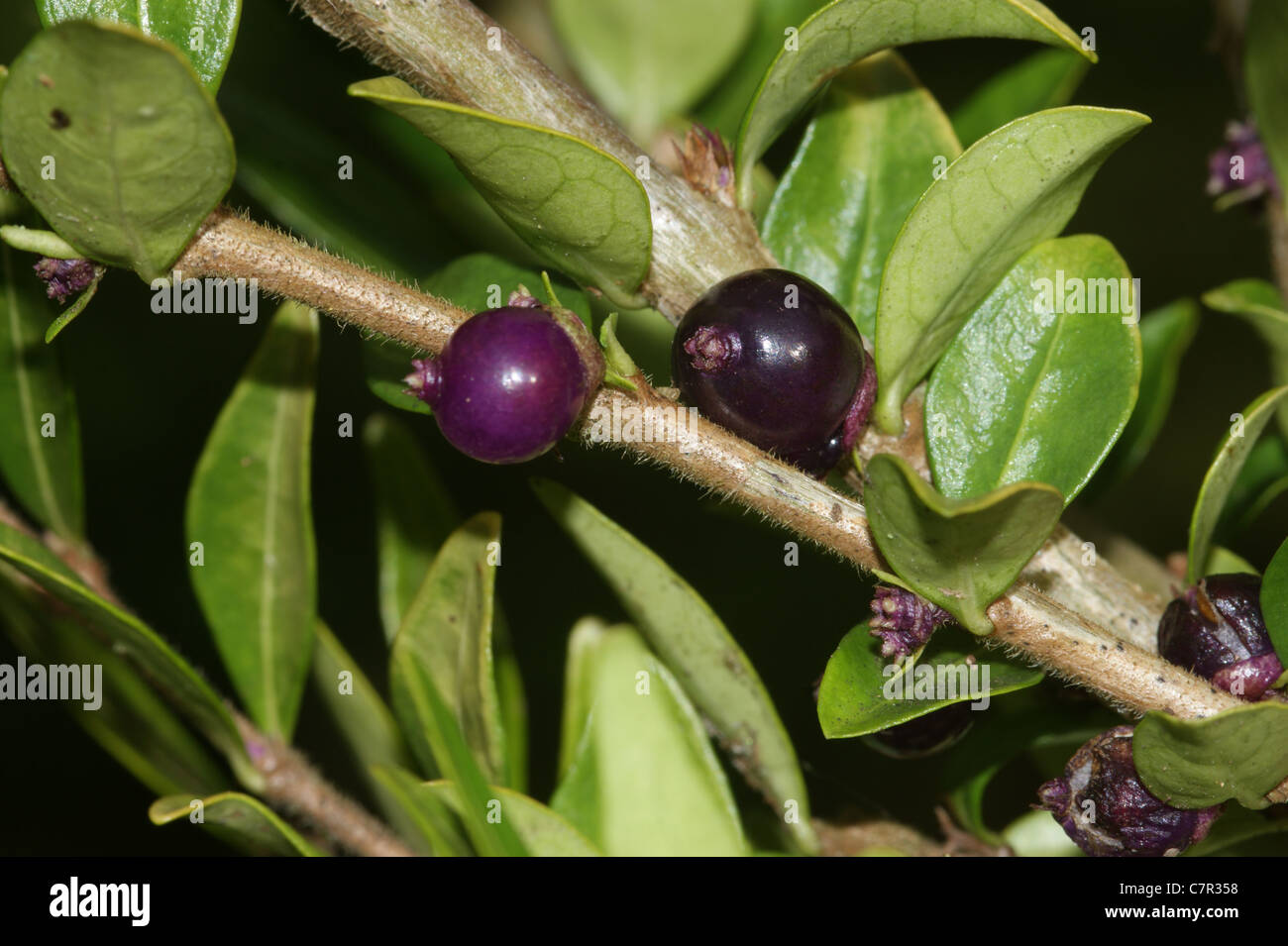 aglaonema plant flower Aglaonema main image 0