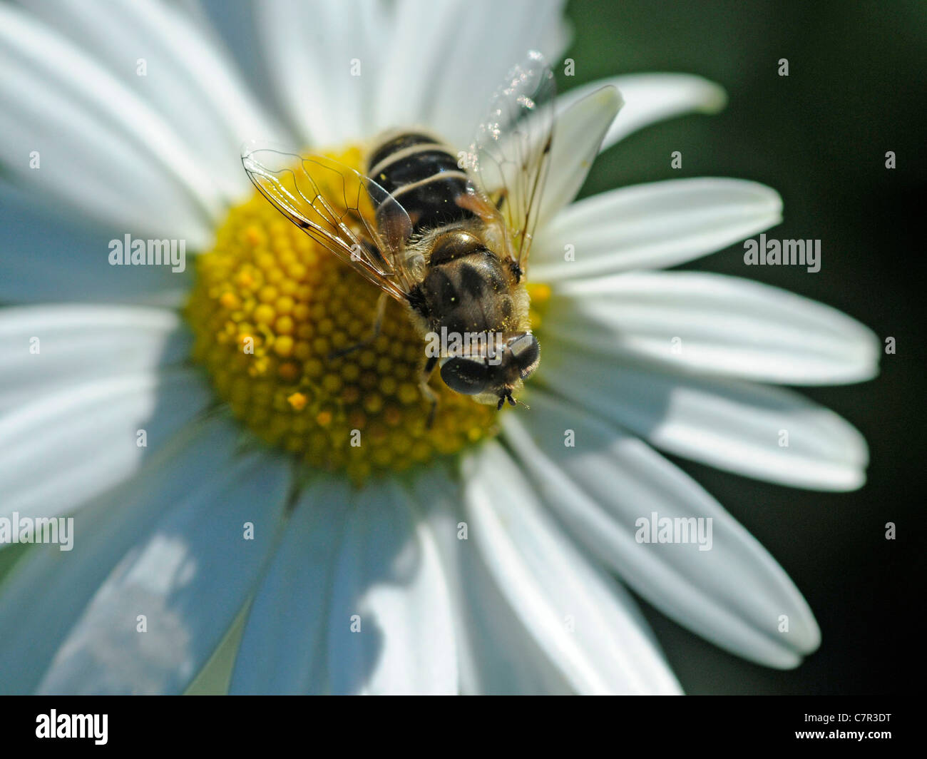 A hover fly sitting on a flower Stock Photo