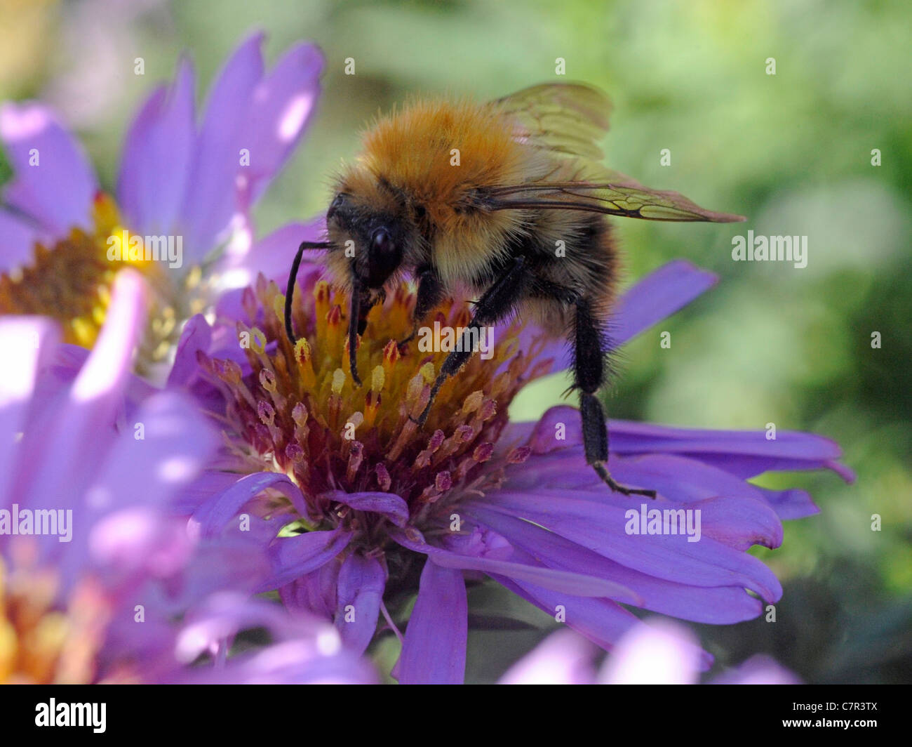 A bee collecting nectar from a purple flower Stock Photo Alamy