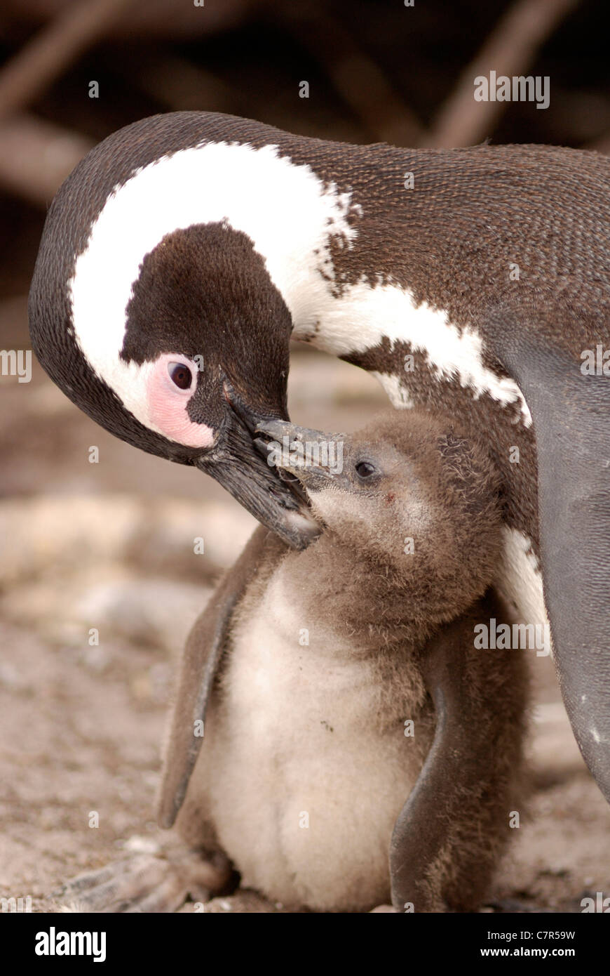 African (Jackass) Penguin (Spheniscus demersus) preening its young, Betty's Bay, South Africa Stock Photo