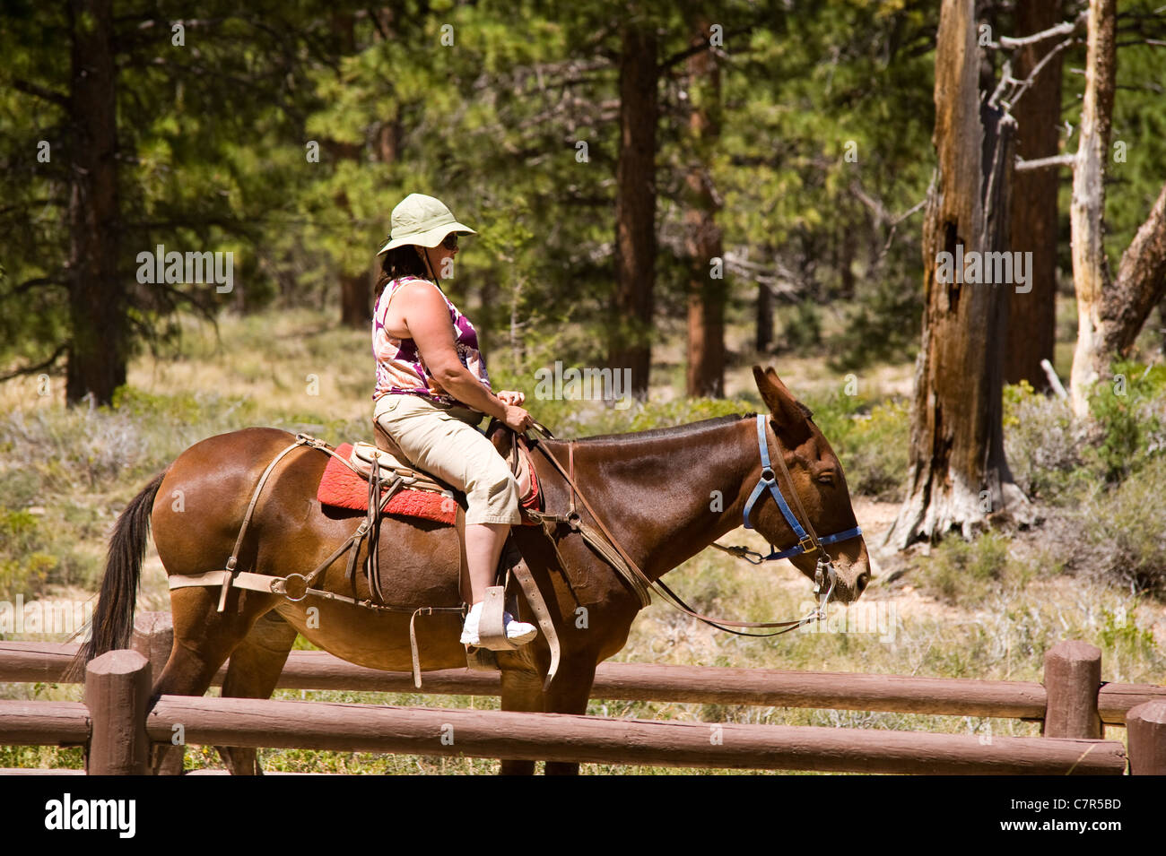 Woman on horse at Bryce Canyon National Park Utah USA Stock Photo