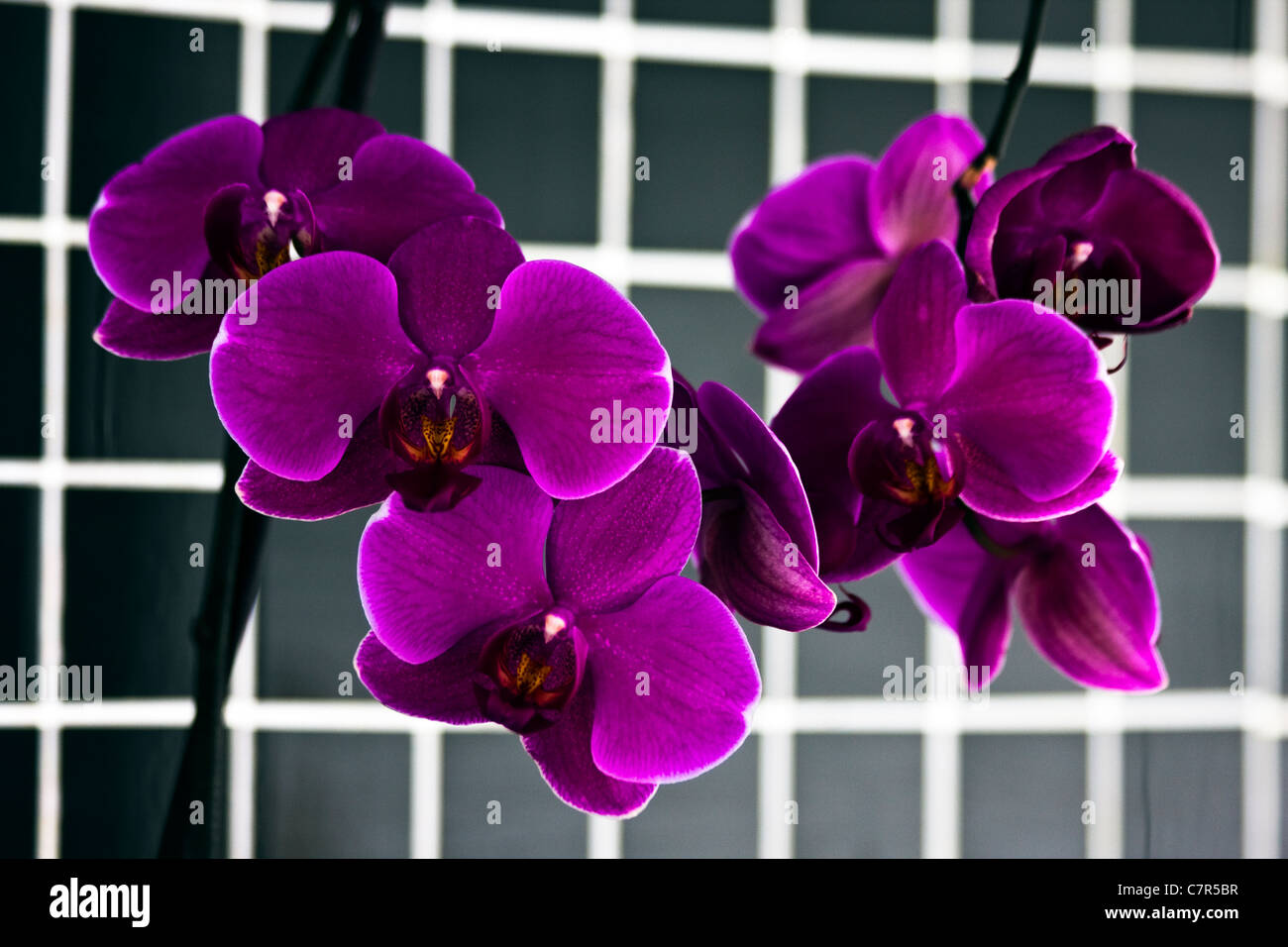 The Orchid Stock Photo