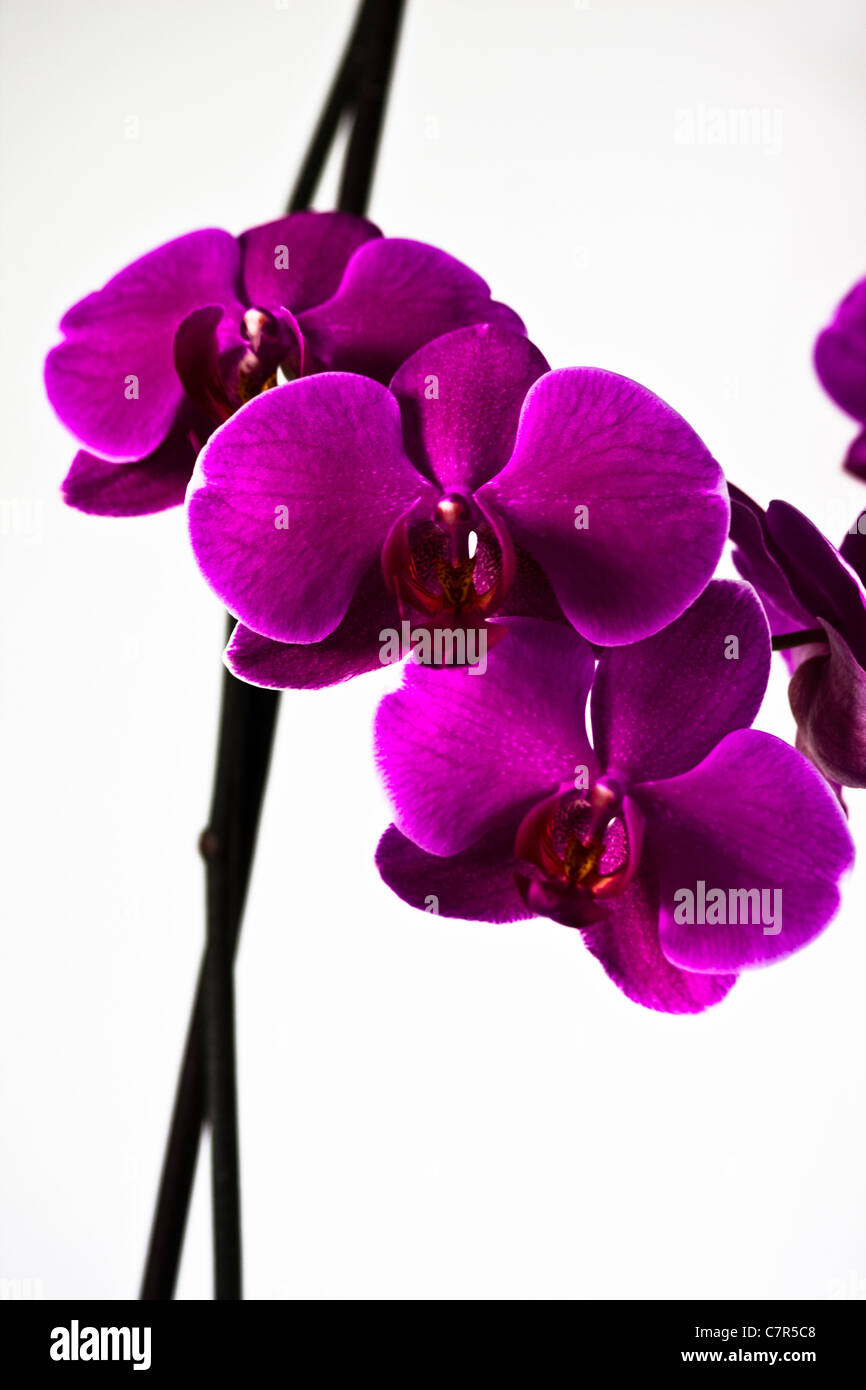 The Orchid Stock Photo