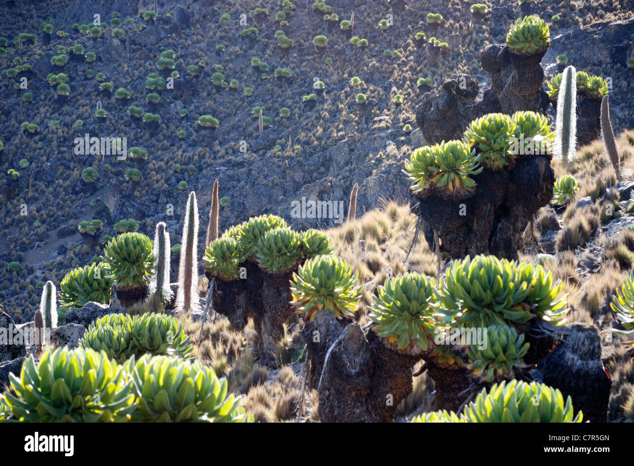 Giant groundsels and Lobelia plants,  Mount Kenya National Park, Kenya Stock Photo