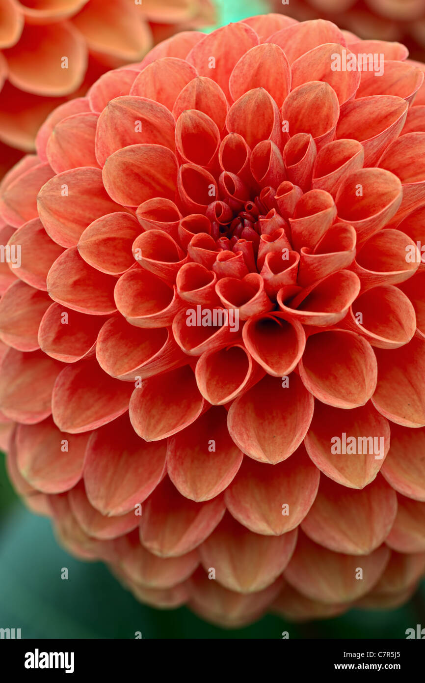 Crimson chrysanthemum flower head Stock Photo