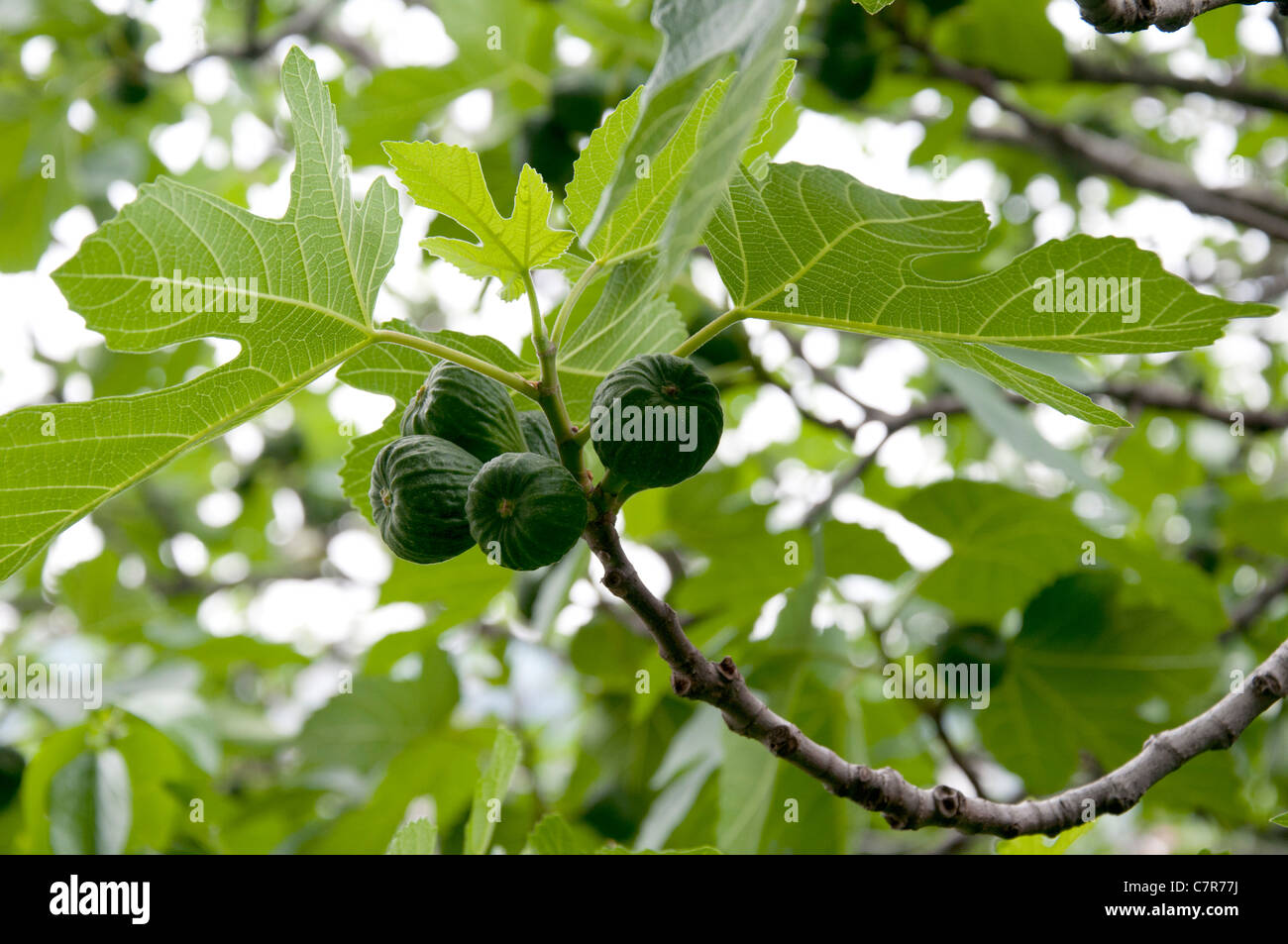 Fig Tree with ripe figs in Croatia Europe Stock Photo Alamy