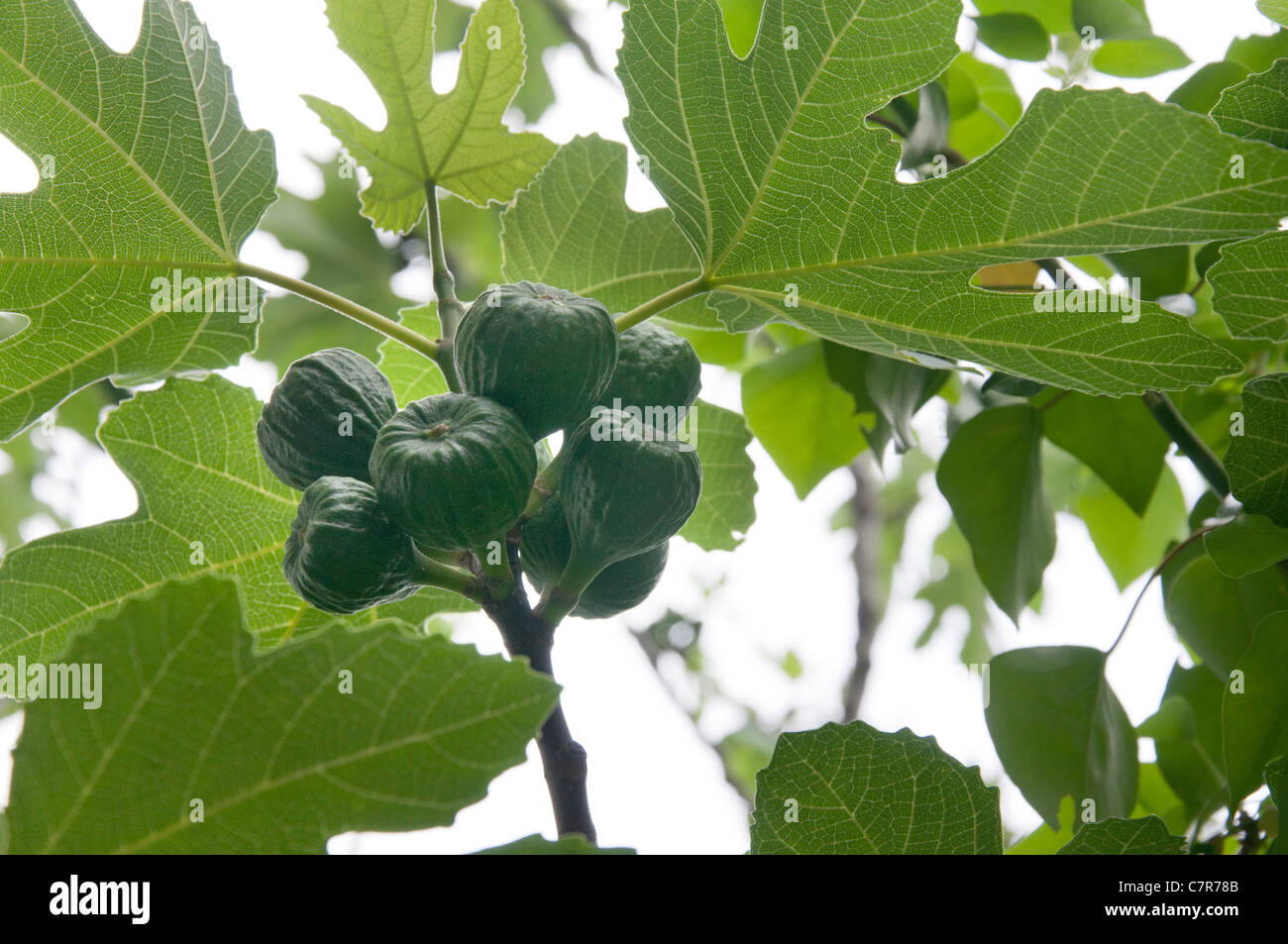 Fig Tree with ripe figs in Croatia Europe Stock Photo Alamy