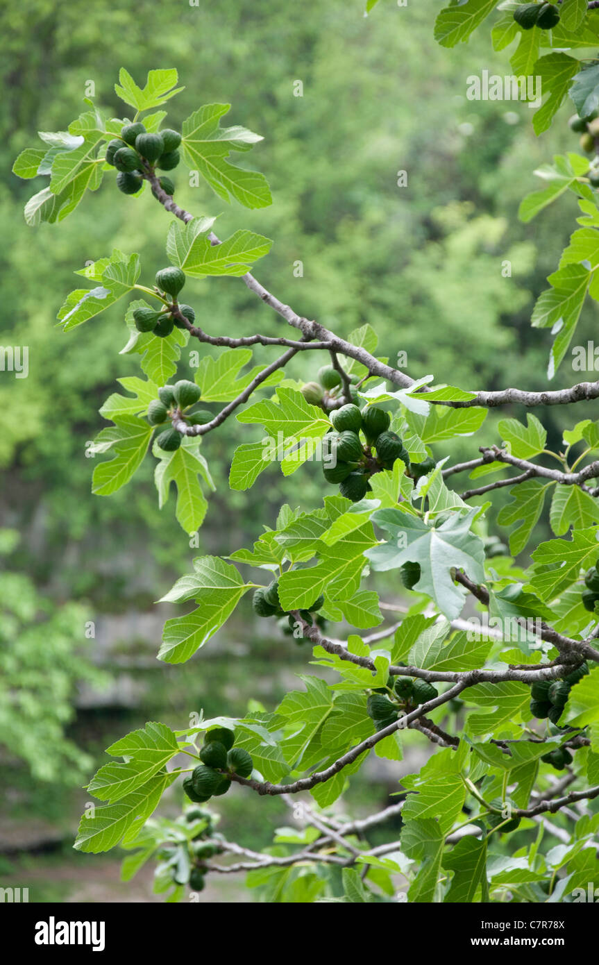 Fig Tree with ripe figs in Croatia Europe Stock Photo Alamy