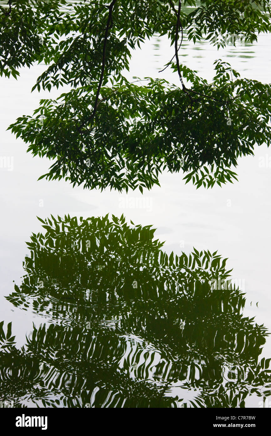 Tree with reflection in the lake, Guilin, Guangxi Province, China Stock Photo