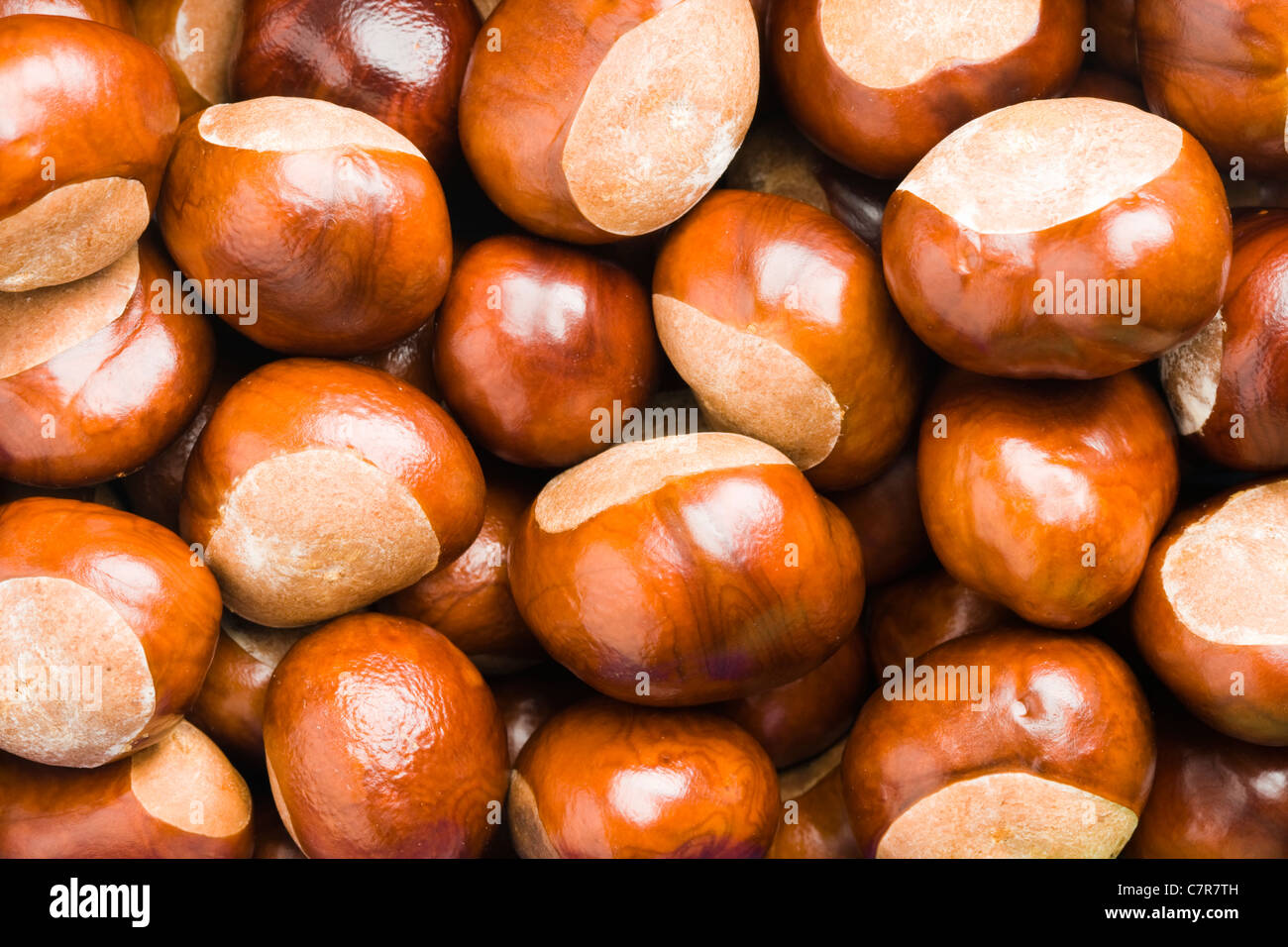 Conkers. Horse chestnut, Aesculus hippocastanum. Stock Photo