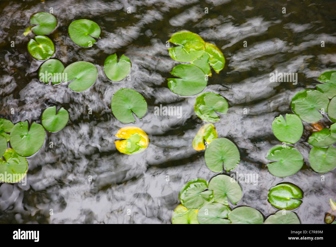 Lily pond in the Chinese Garden, Suzhou, Jiangsu Province, China Stock Photo