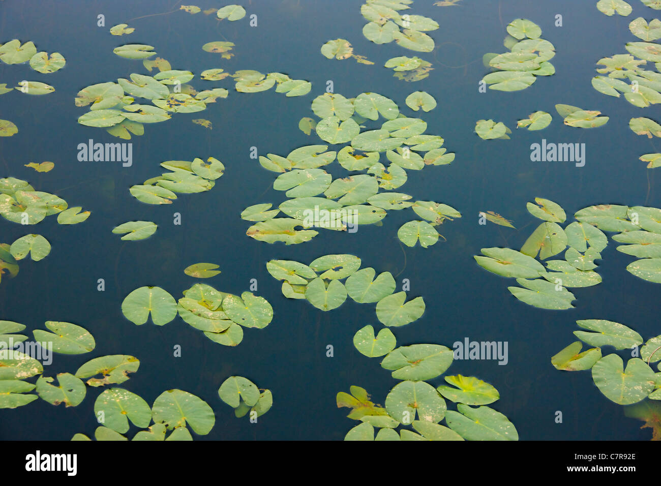 Lily pads in the wetland, Inner Mongolia, China Stock Photo