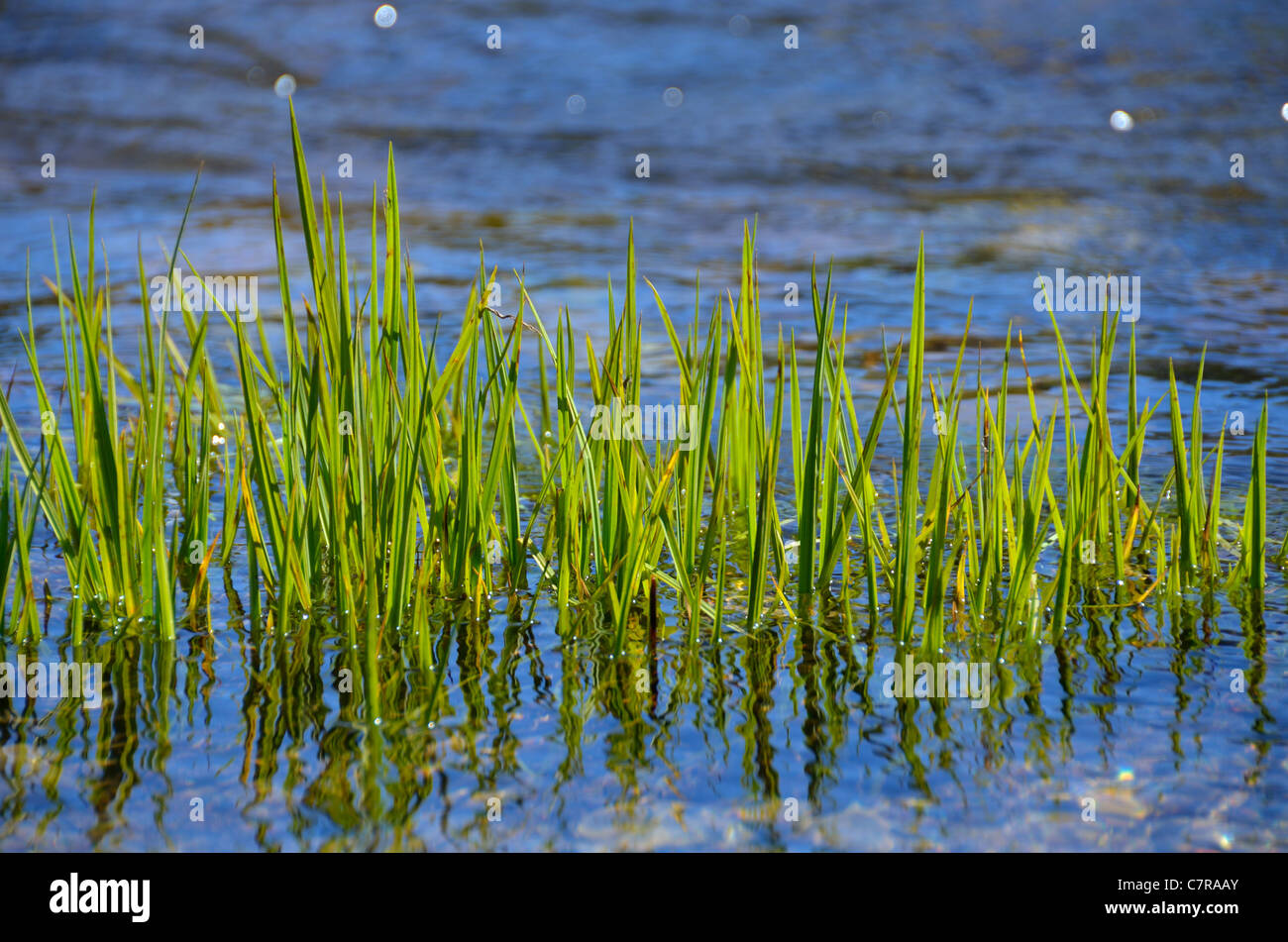 Grass blades water creek hires stock photography and images Alamy