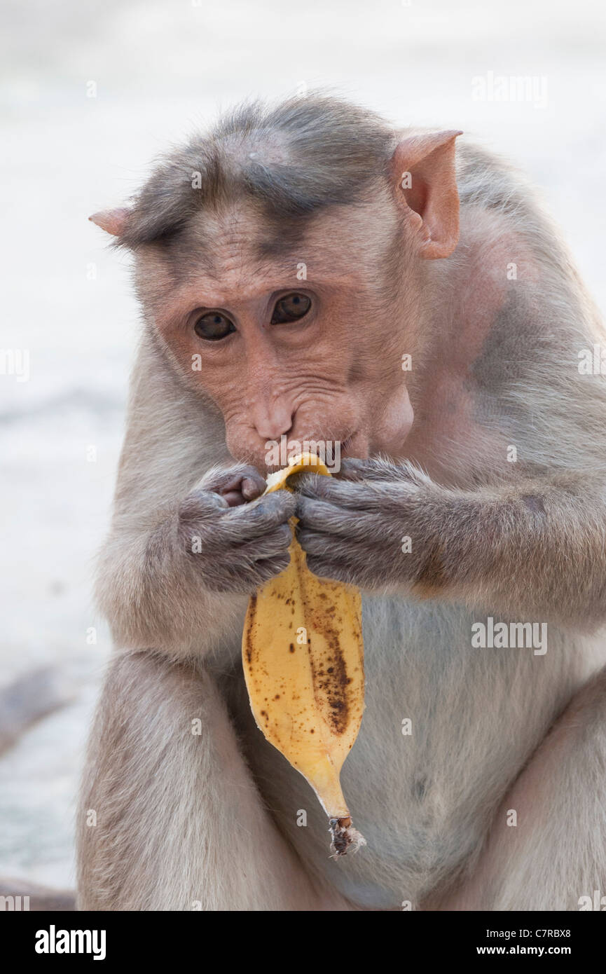 Macaca radiata . Female bonnet macaque monkey eating a banana. India Stock Photo