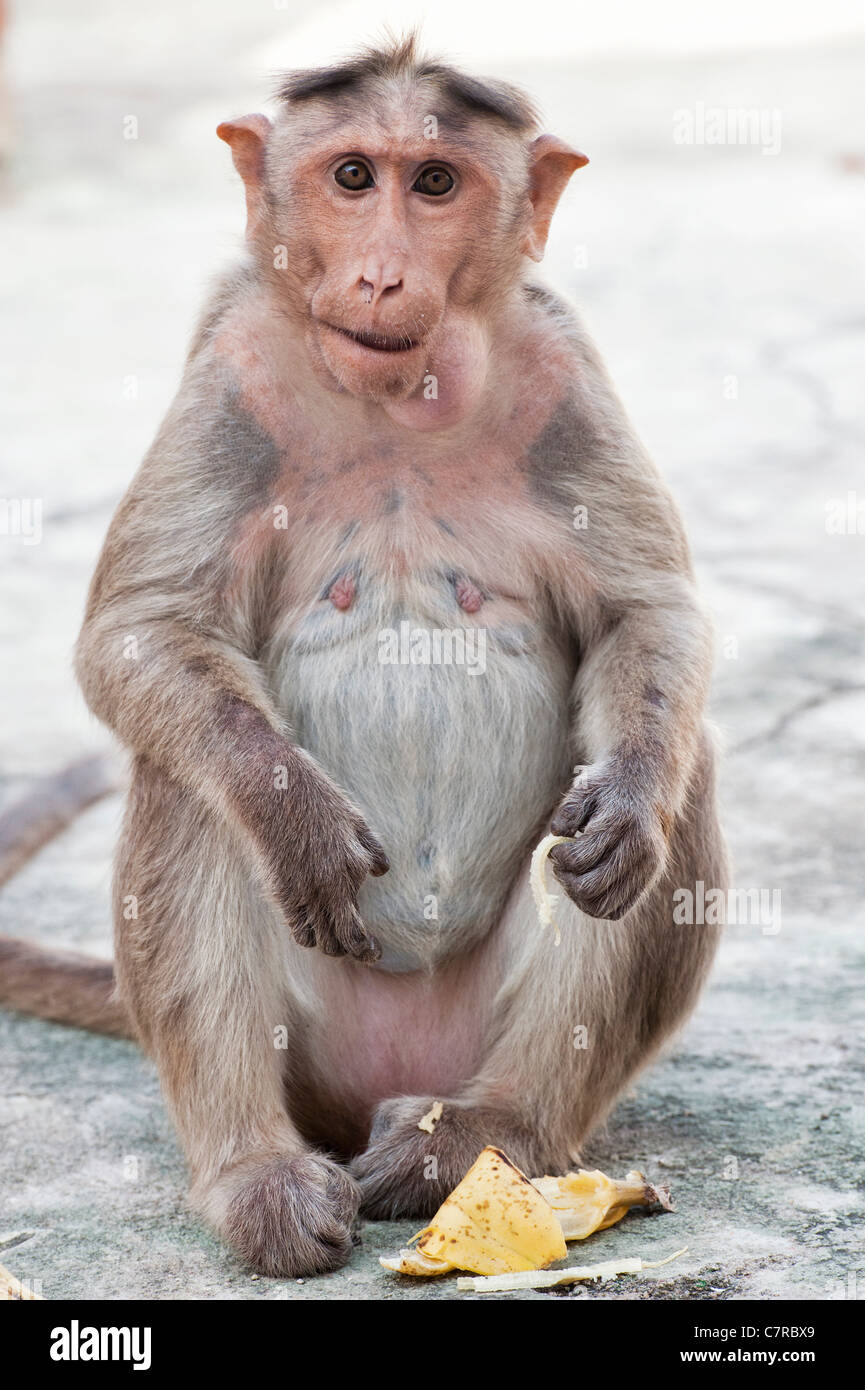 Macaca radiata . Female bonnet macaque monkey eating a banana. India Stock Photo