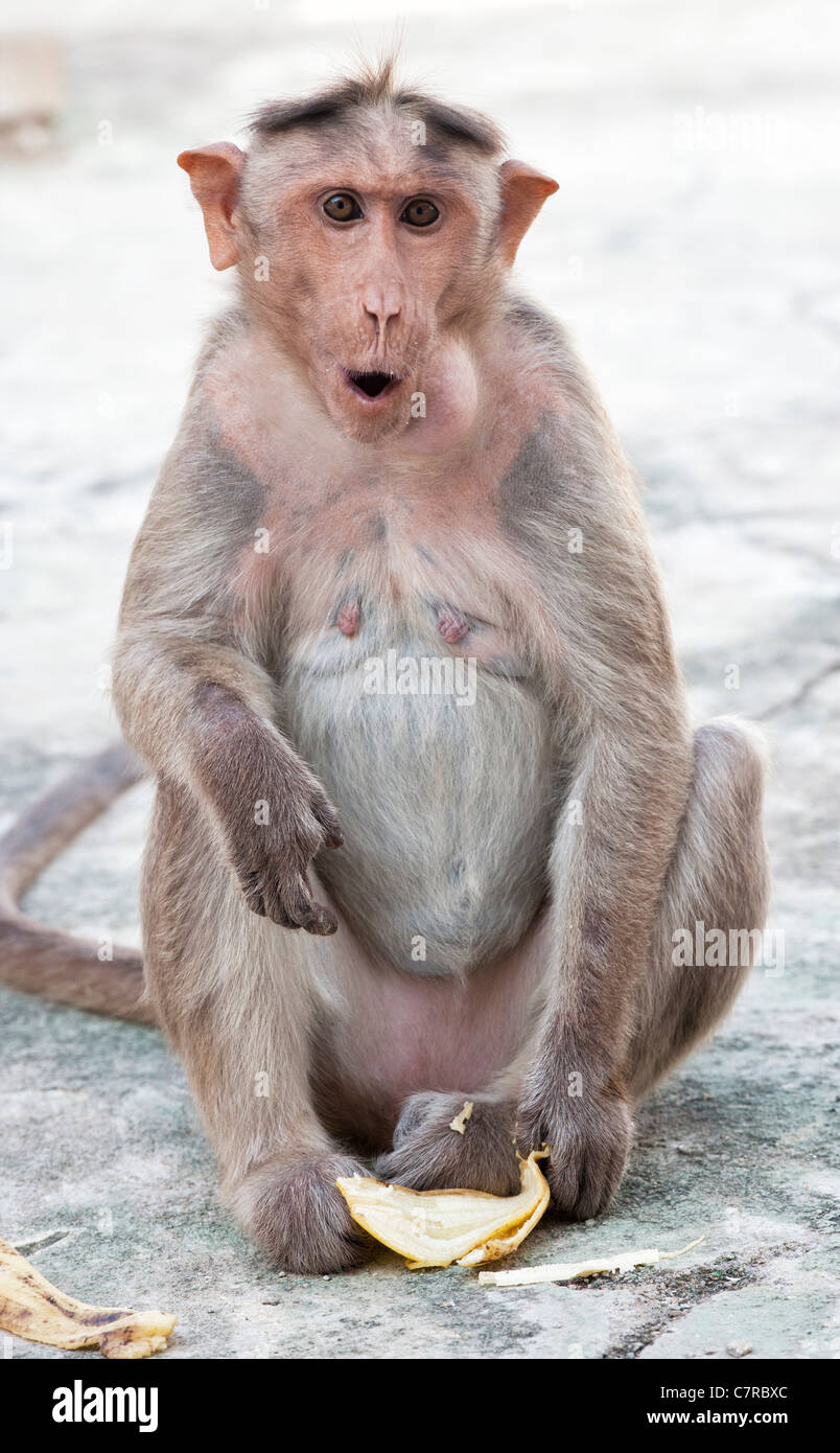 Macaca radiata . Female bonnet macaque monkey eating a banana Stock Photo