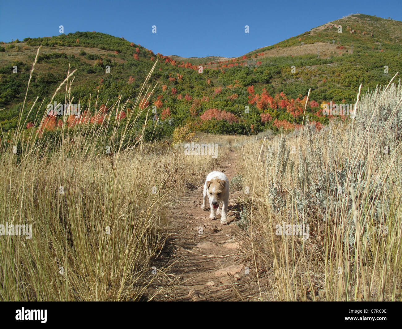 Dog on hiking trail through trees with colorful leaves at Killyon Canyon, Utah, United States Stock Photo
