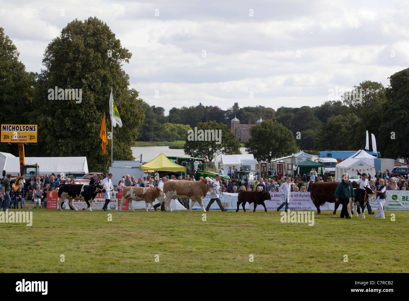 Aylsham Agricultural Show, Norfolk. Cattle breeds parade, in the main ring. Blickling estate, Norfolk. Stock Photo