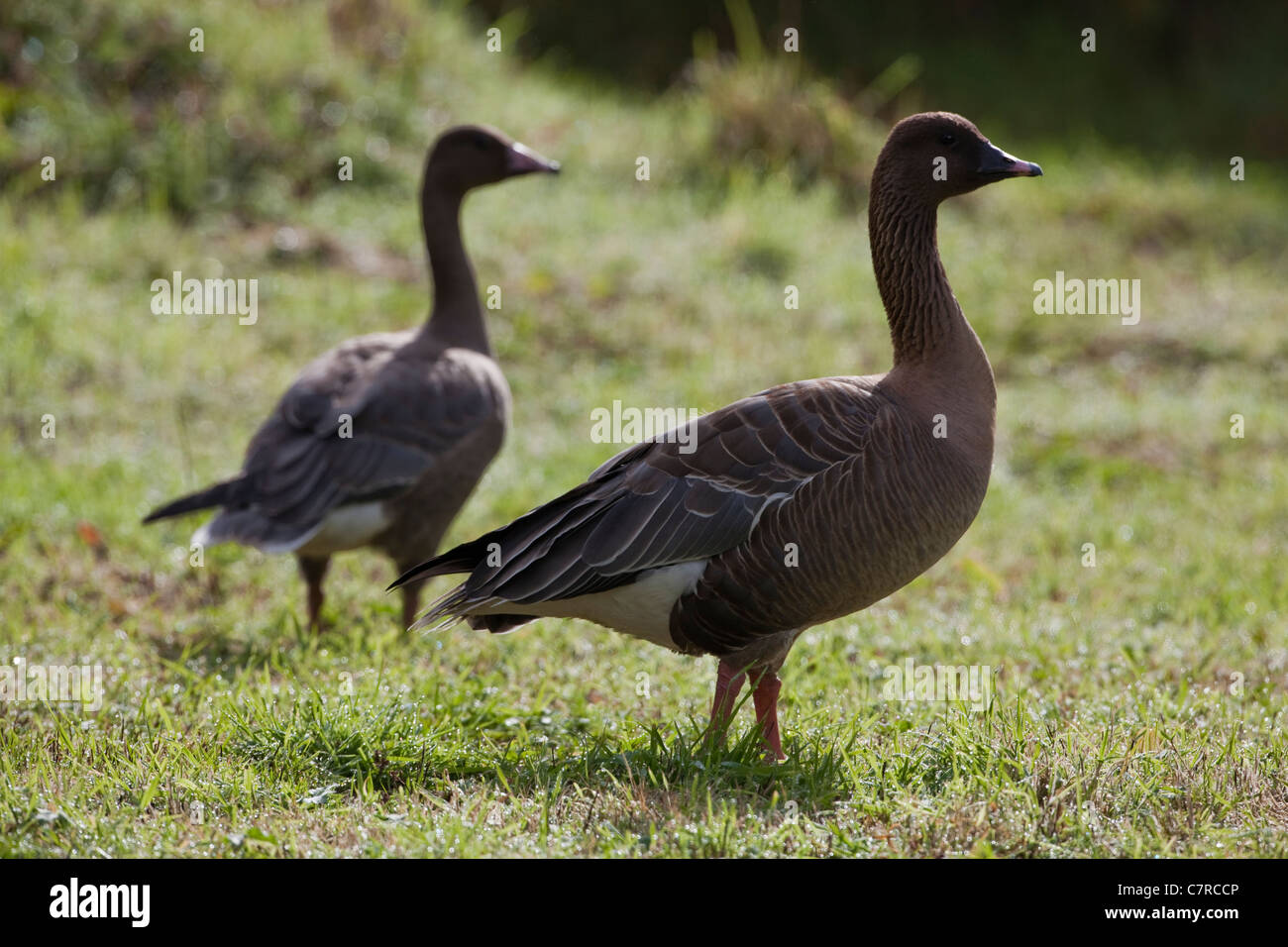 Pink-footed Geese (Anser brachyrhynchus). Walking over dew covered grassland; early morning. Stock Photo