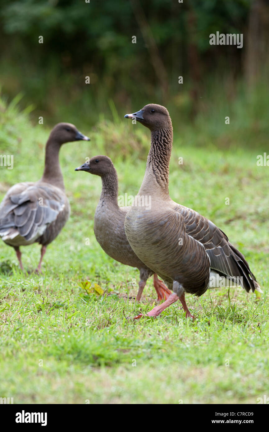 Pink-footed Geese (Anser brachyrhynchus). Adult pair, with juvenile centre. Sexually monomorphic. Stock Photo