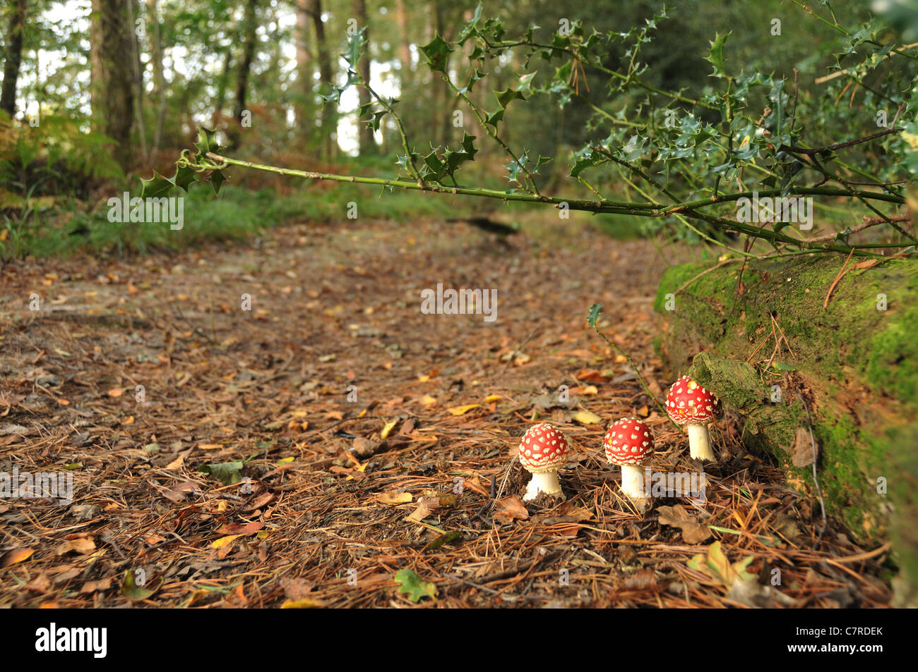 Three newly grown fly agaric mushrooms in a woodland - Amanita Muscaria fungi Stock Photo