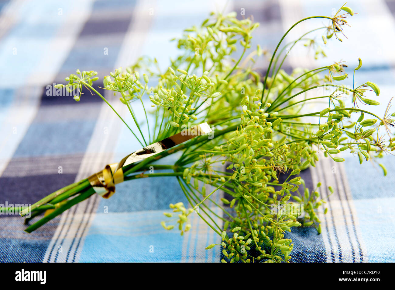 Bunch of fennel seed heads on a kitchen table Stock Photo Alamy