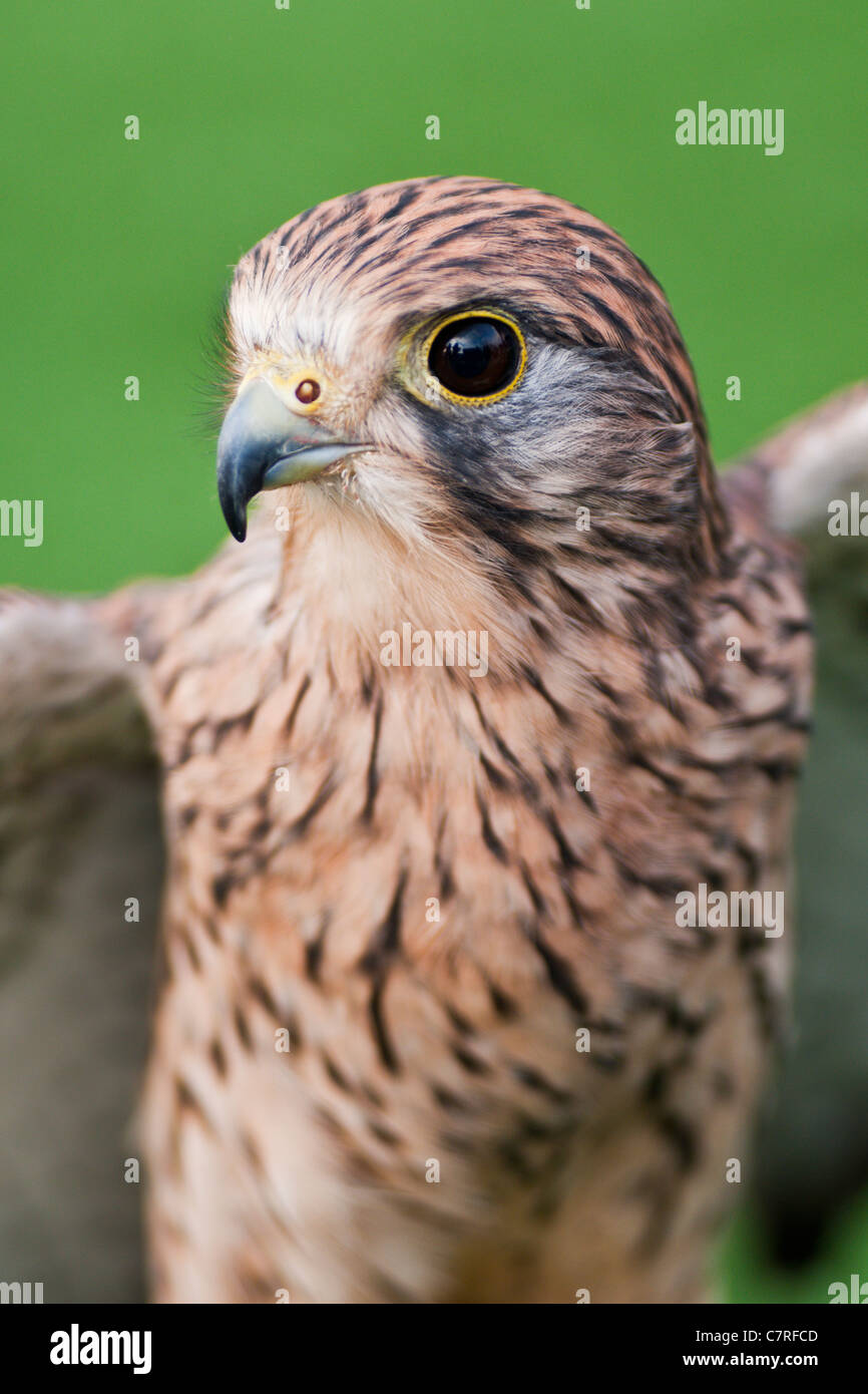 The Common Kestrel (Falco tinnunnculus)  also known as Eurasion or European Kestrel. Stock Photo