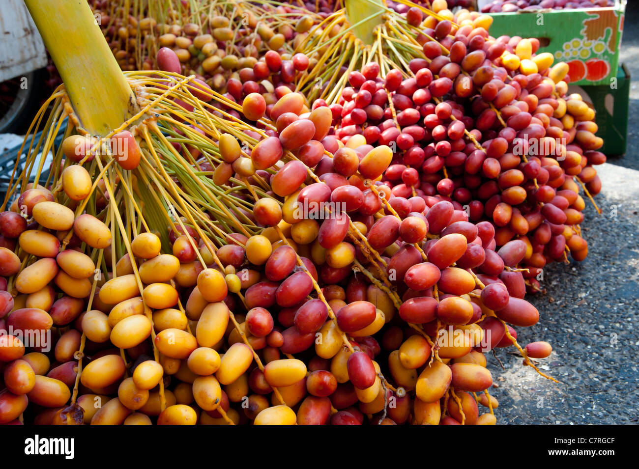 Fresh date fruits hang on stalks at a market in the West Bank Palestinian city of Jericho. Stock Photo