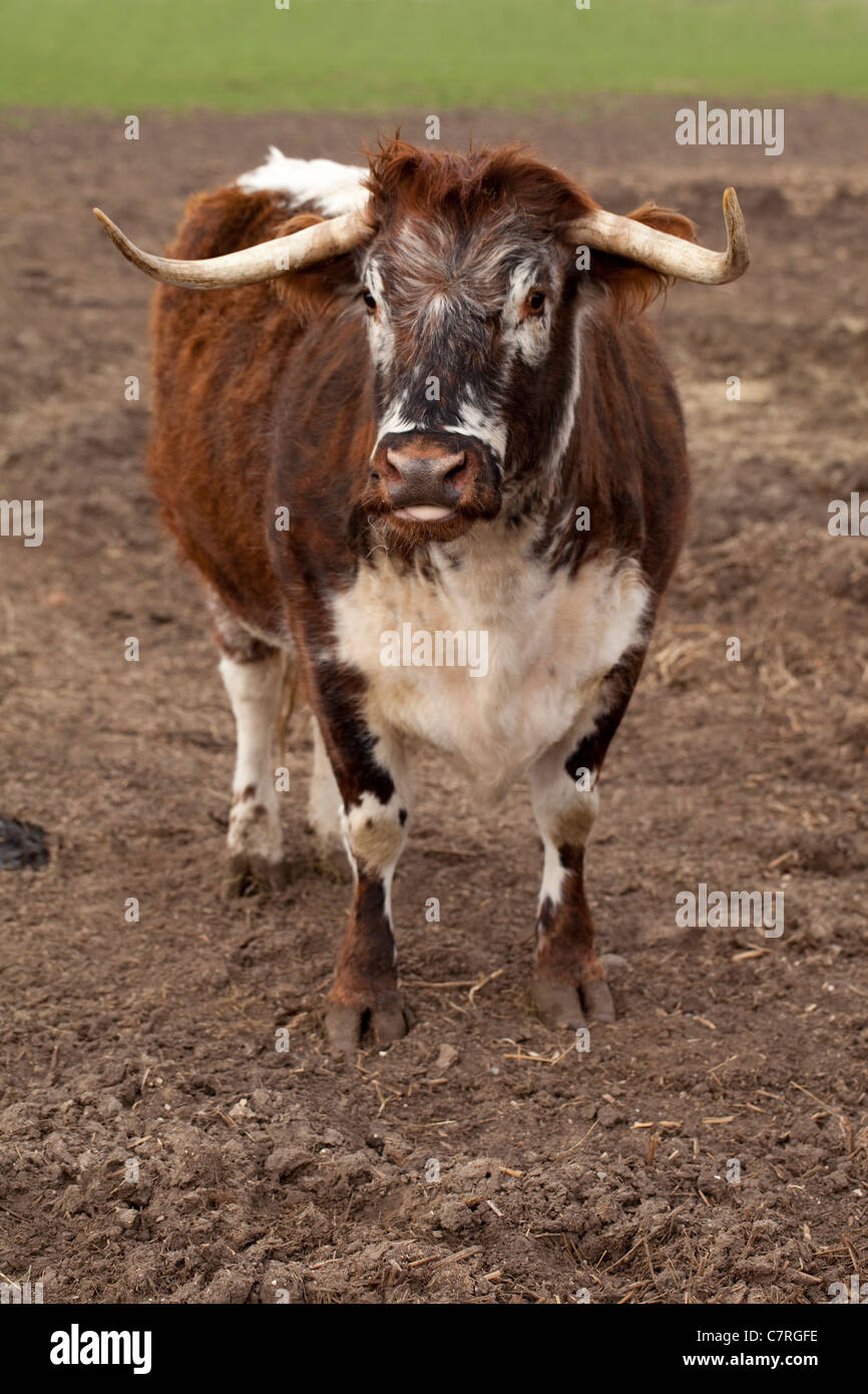 English Longhorn Cow (Bos taurus). Suffolk. Stock Photo